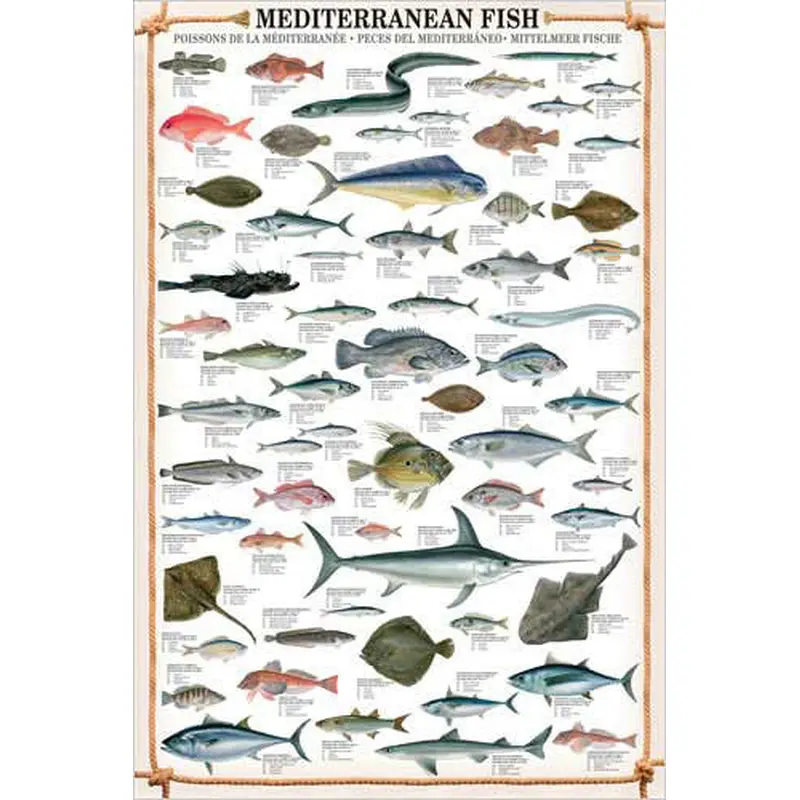 Mediterranean Fish Wall Chart Poster (61 Saltwater Species) Poster - Eurographics