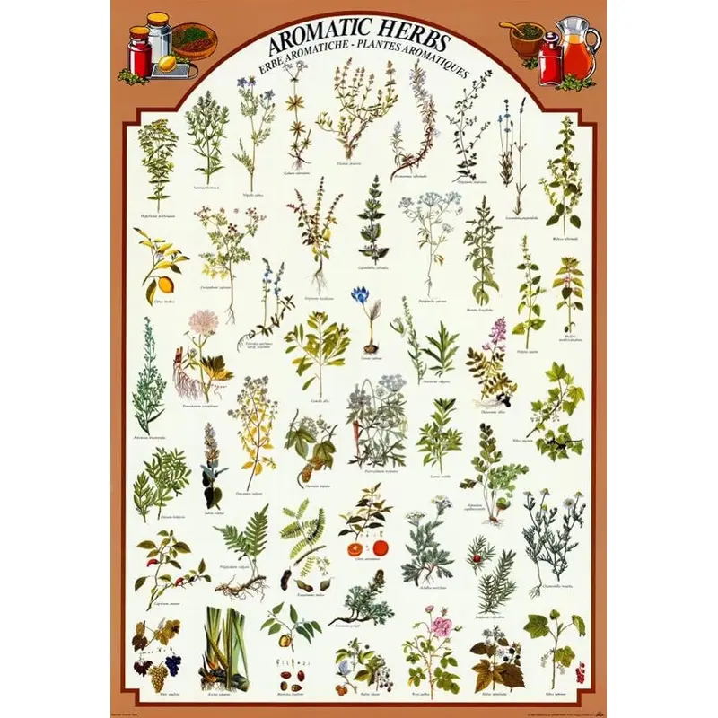 Aromatic Herbs (48 Varieties) Cooking Kitchen Wall Chart Poster - Eurographics Inc.